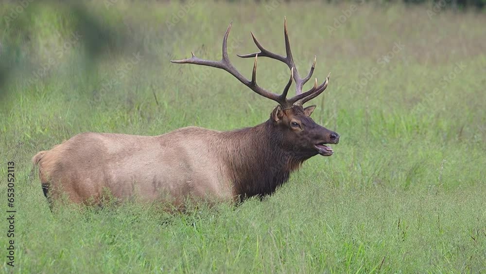 A bull elkbuglin A bull elkbuglin