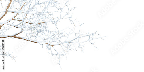 Close up branches of a tree in winter