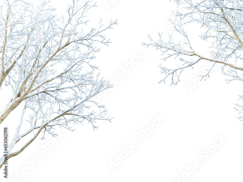 Branches of a tree in winter on white isolated © Buffstock