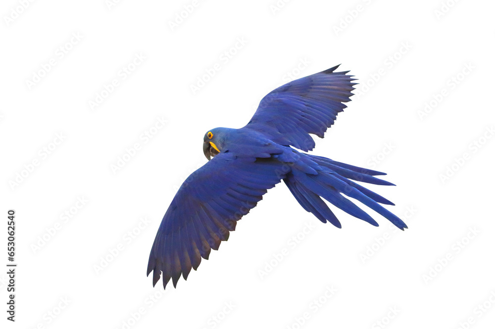 King of parrot Hyacinth macaw flying isolated on transparent background png file