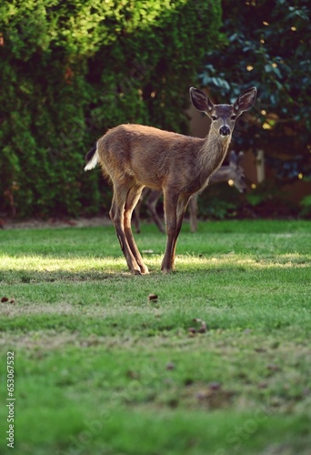 Beautiful young deer in Victoria  BC  Canada