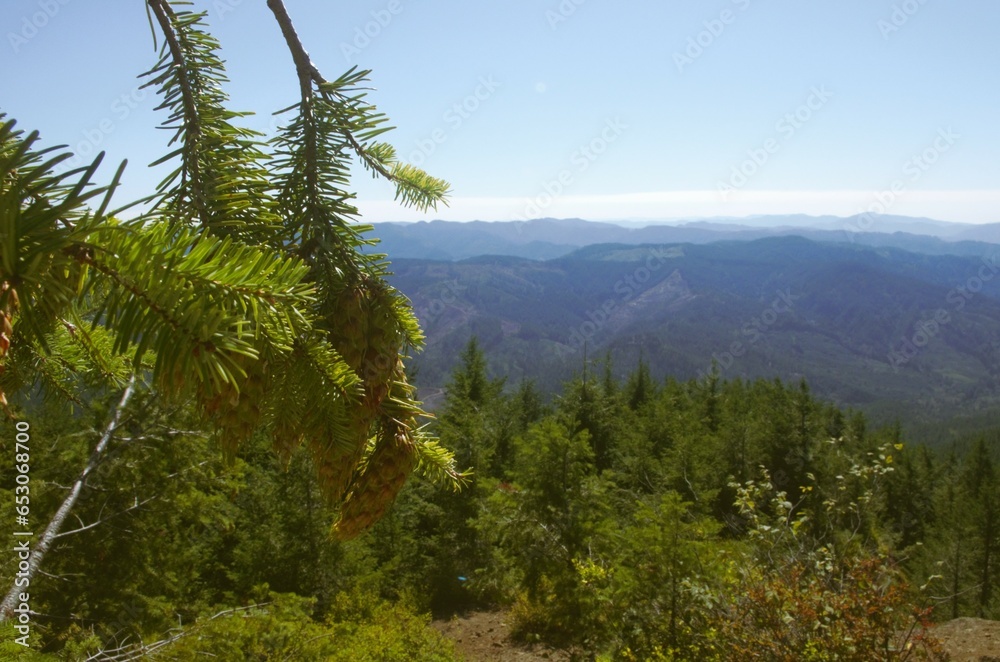 Fotografie Tree covered mountains pine needles and pine cones in foreground, up close