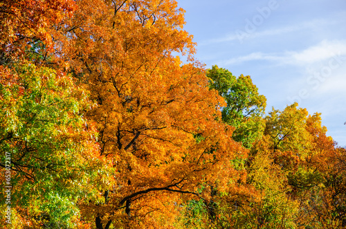 A tree in the fall changing colors on a clear sunny day at Kensington Metropark in Milford, a suburb of Detroit, Michign