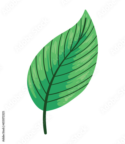 exotic leaf plant jungle