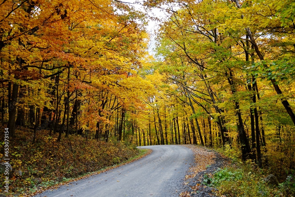 Road to Dolly Sods