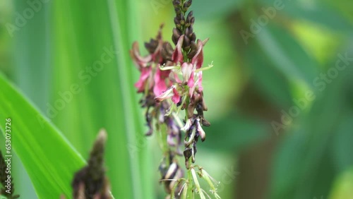 Indigofera Zollingeriana (Also called tarum, nila). In Indonesia, the Sundanese use Indigofera tinctoria (known locally as tarum or nila) as dye for batik photo