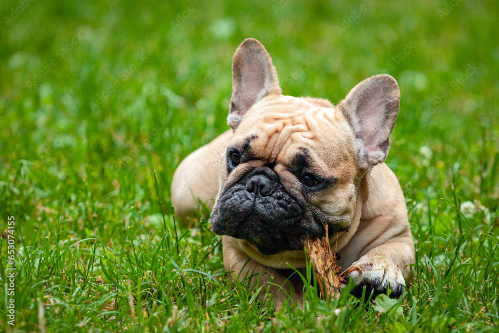 French bulldog chews a stick on the grass in the park.