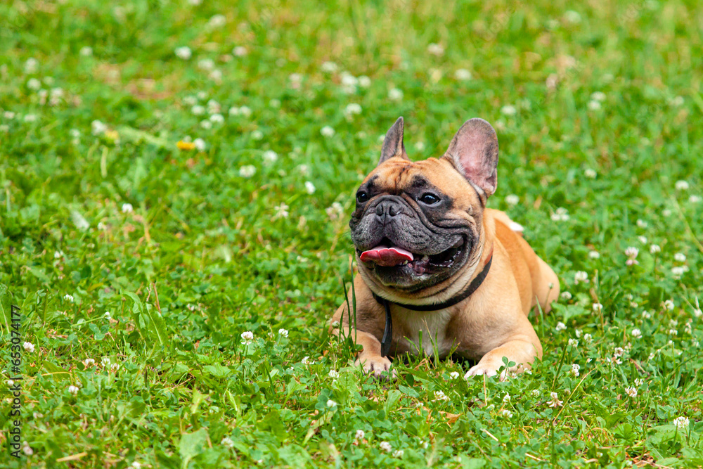 A French bulldog lies on the green grass in the park.