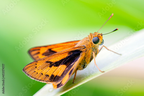 Essex Skipper - a beautiful little orange butterfly in the grass close up. Macro