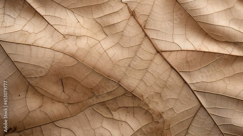 Close up of Fiber structure of dry leaves texture background 