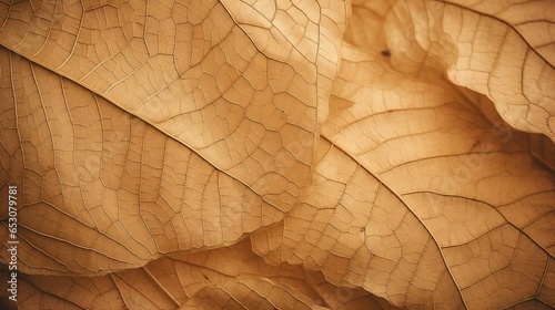 Close up of Fiber structure of dry leaves texture background 