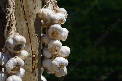 garlic for sale