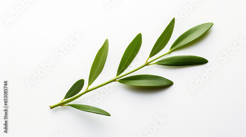 Olive leaf on a white background