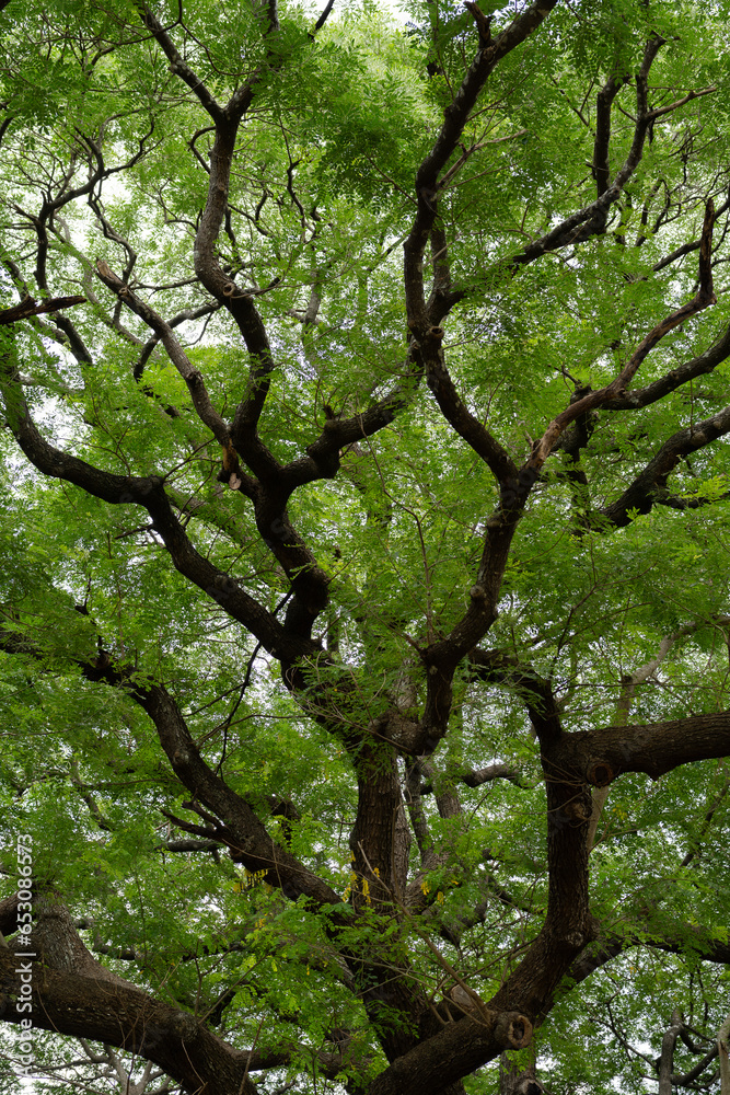 The Giant Rain Tree (Giant Chamchuri tree) important landmark of Kanchanaburi The Giant Rain Tree (Giant Chamchuri tree) important landmark of Kanchanaburi