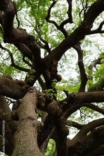 The Giant Rain Tree (Giant Chamchuri tree) important landmark of Kanchanaburi
