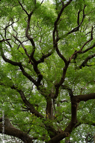 The Giant Rain Tree (Giant Chamchuri tree) important landmark of Kanchanaburi