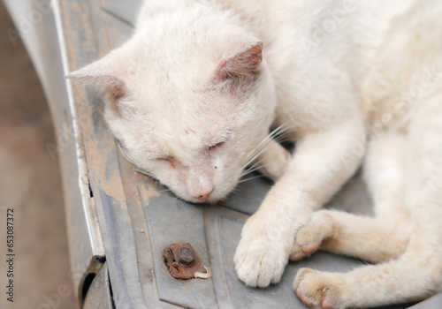 A cat with symptoms of infection by the Sarcoptes scabiei mite, also known as sarcoptic mange or scabies, on its face and ear. 