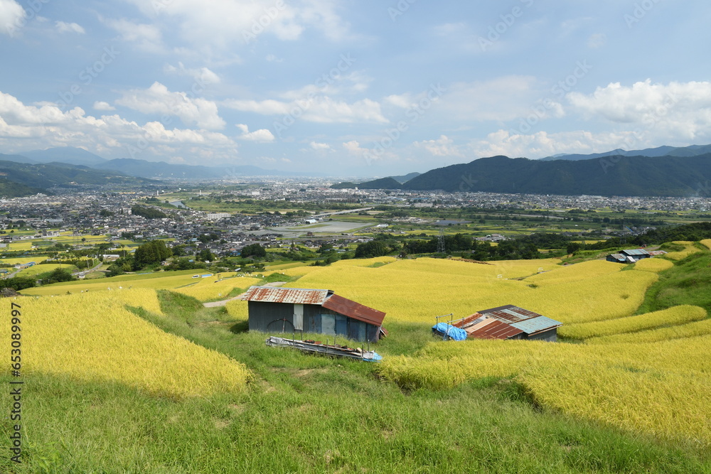 秋の棚田の風景