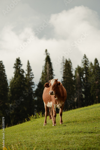 Cow grazing in lush green meadows and mountains of Kashmir, India