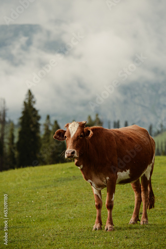 Cow grazing in lush green meadows and mountains of Kashmir, India