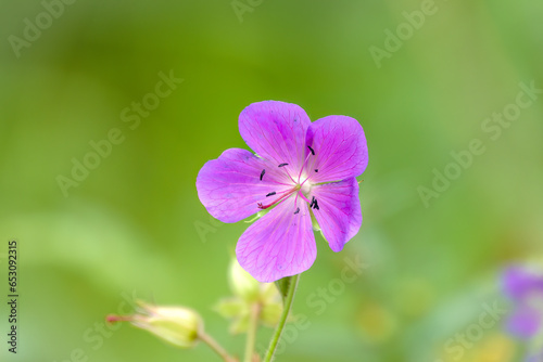 Blue and purple flowers of Geranium wallichianum photo