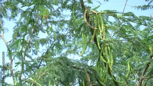 Prosopis juliflora tree ,close up view with seeds photo