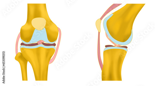 シンプルなひざ関節のイラスト