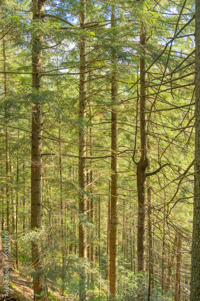Summer forest landscape with morning light. Path through the sunny spruce forest.