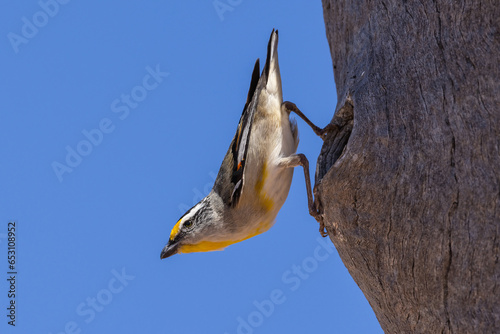 Australian Striated Pardalote perched outside it's nest entrance photo