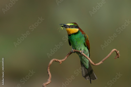 European bee-eater (Merops apiaster) sitting on a branch with a prey. Gelderland in the Netherlands. 