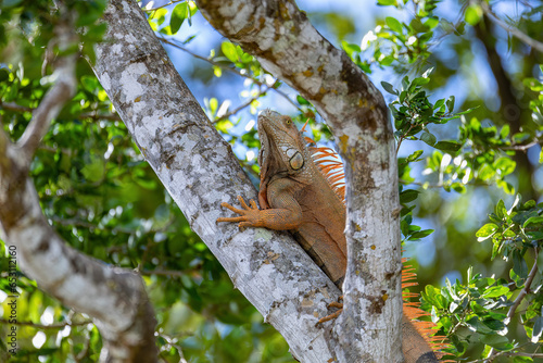 Green iguana (Iguana iguana) on tree in tropical rainforest, Rio Tempisque Guanacaste, Costa Rica wildlife photo