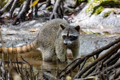 crab-eating raccoon or South American raccoon (Procyon cancrivorus) looking for food in small river. Curu Wildlife Reserve, Costa Rica wildlife