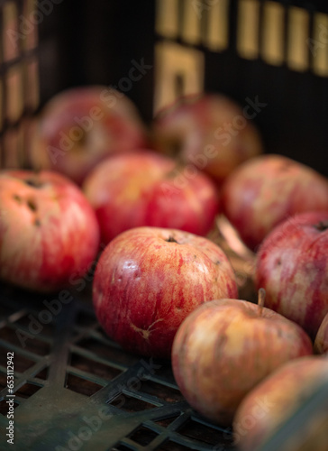Older man picking up apples and enjoying the taste. 