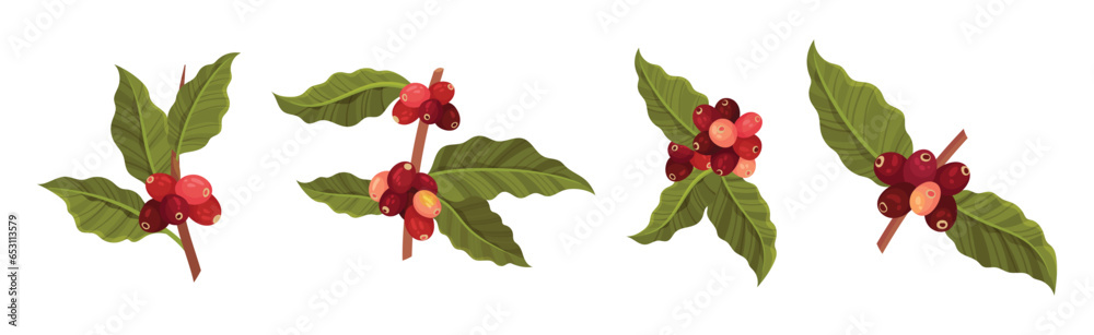 Coffee Tree Branches with Green Leaves and Berry Vector Set Coffee Tree Branches with Green Leaves and Berry Vector Set