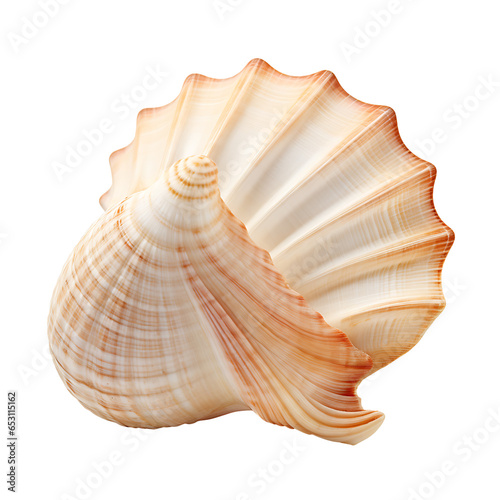 Sea Shell Isolated on Transparent or White Background, PNG © Custom Media