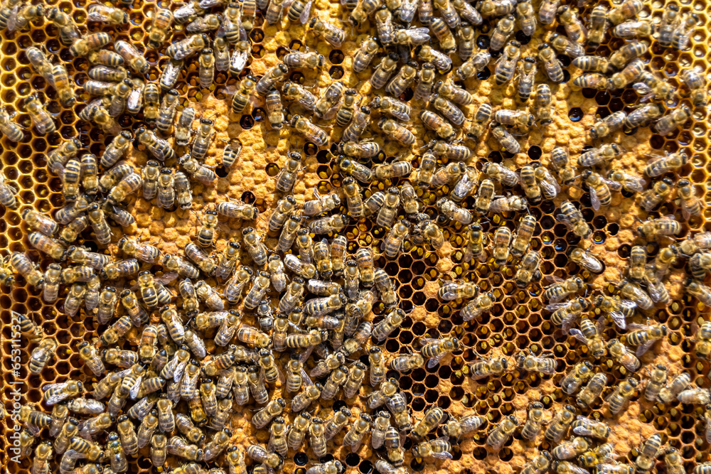 Abstract hexagon structure is honeycomb from bee hive filled Abstract hexagon structure is honeycomb from bee hive filled