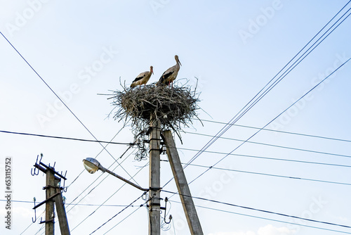 Beautiful wing stork in wooden stick nest on street lamp