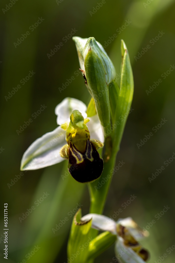 Bee Orchid (Ophrys apifera) in natural habitat Bee Orchid (Ophrys apifera) in natural habitat