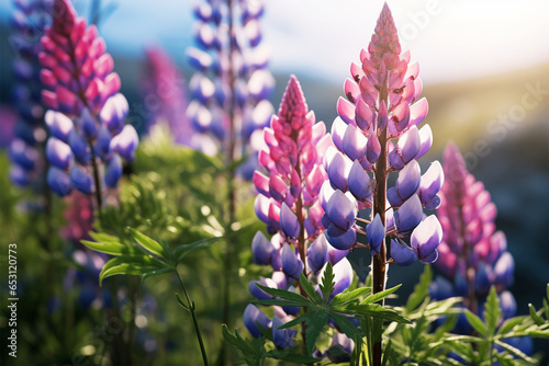 Close-up photo of lupine flower in a garden with selective focus photo