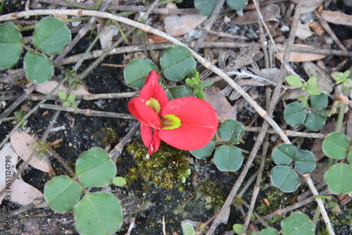 Running Postman (Kennedia prostrata), Wilsons Promontory National Park, Victoria, Australia.