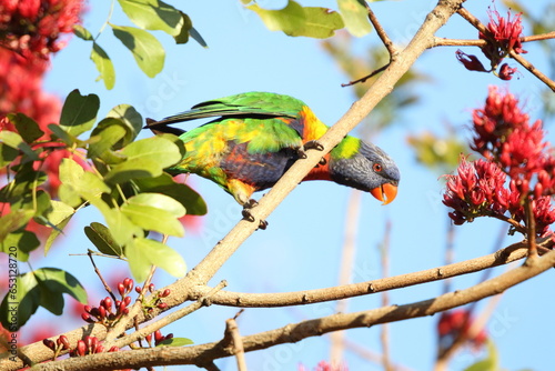 Rainbow Lorikeet in tree