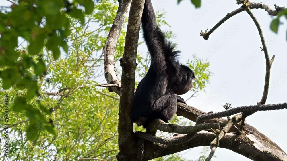 The siamang, Symphalangus syndactylus is an arboreal black-furred gibbon native to the forests of Malaysia, Thailand, and Sumatra. The largest of the gibbons.