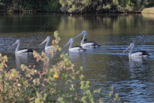 Australian Pelicans on a  pond