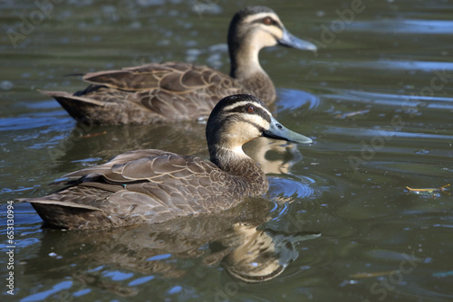 Pacific Black Ducks on a pond