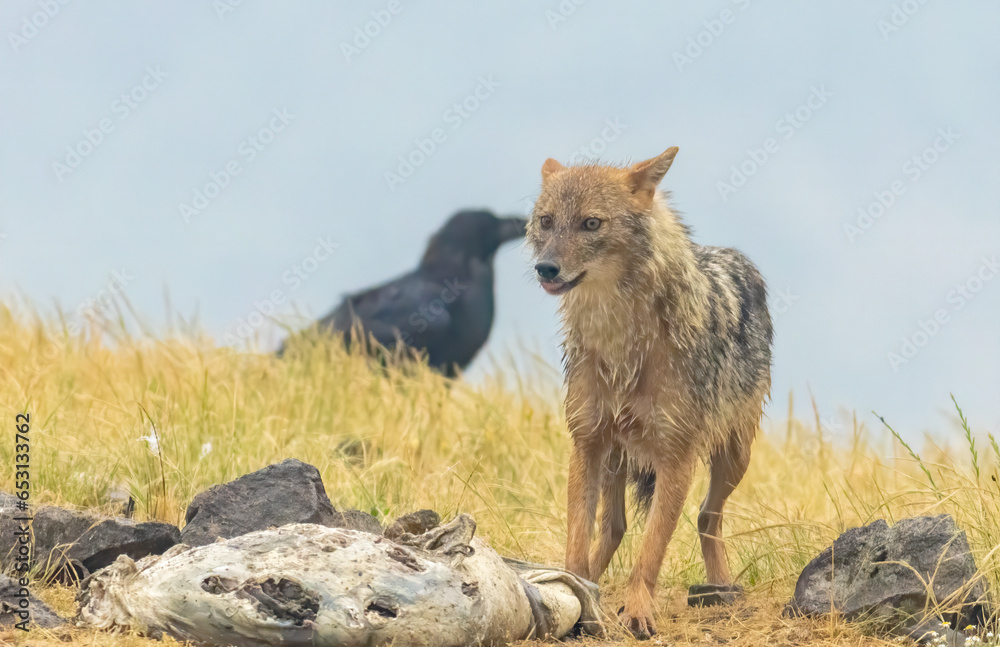 Fototapeta premium Golden Jackal in a natural habitat