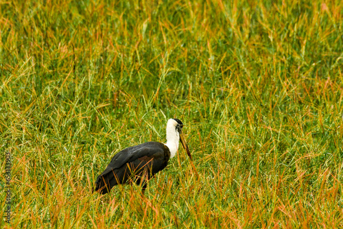 The Asian woolly-necked stork or Asian woollyneck (Ciconia episcopus) is a species of large wading bird in the stork family Ciconiidae. Shot on 28.09.2023, india
