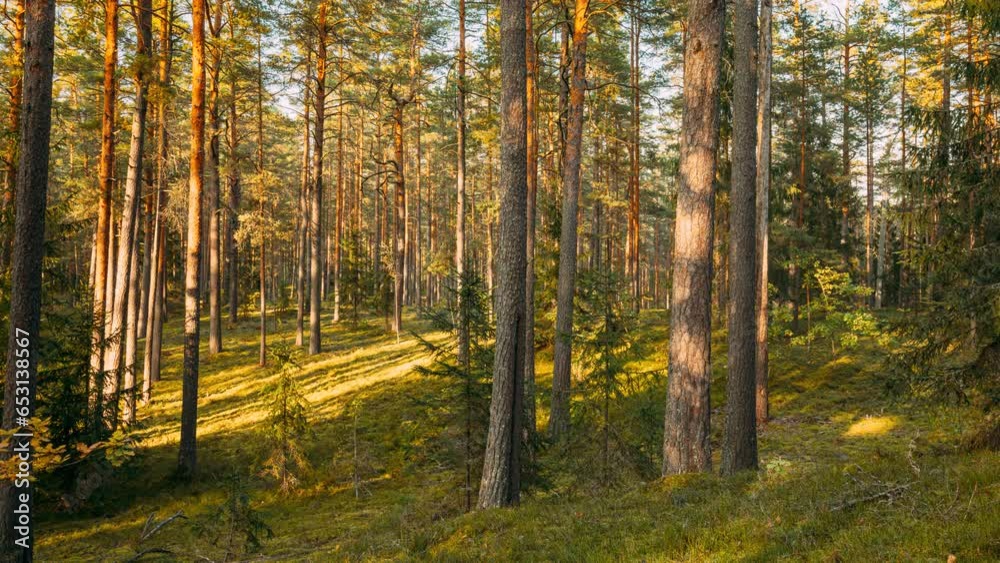 Time lapse Autumn Forest At Sunset. Timelapse. Beautiful Sun Sunshine In Sunny Coniferous Woods. Sunlight Sunrays Shine Through Trees In Landscape. 4K. Time lapse Autumn Forest At Sunset. Timelapse. Beautiful Sun Sunshine In Sunny Coniferous Woods. Sunlight Sunrays Shine Through Trees In Landscape. 4K.