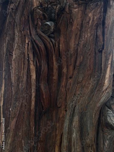 bark of a tree