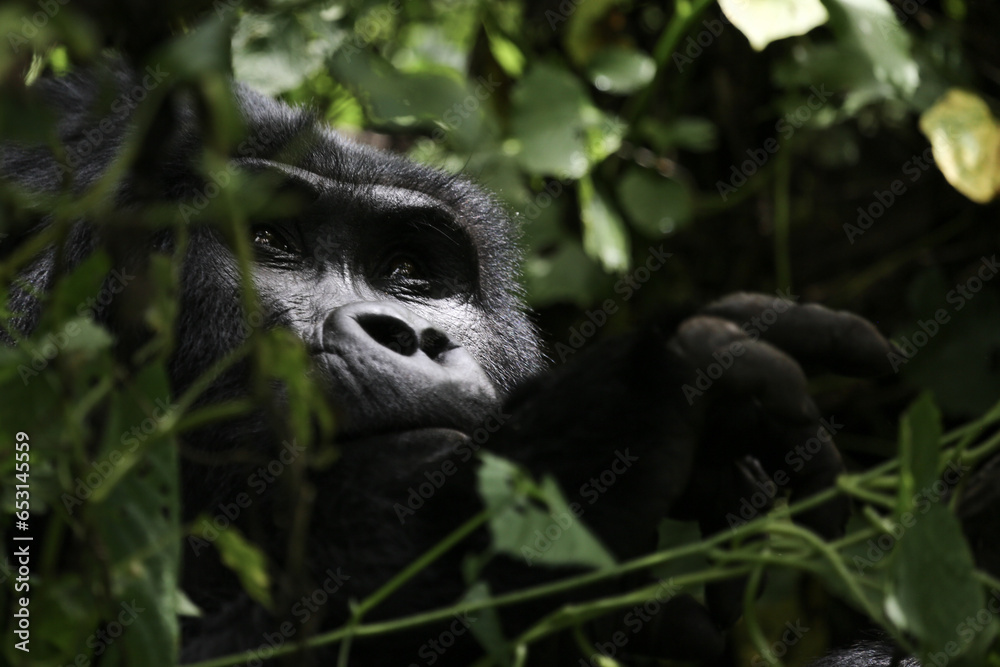 gorilla, uganda gorilla, uganda