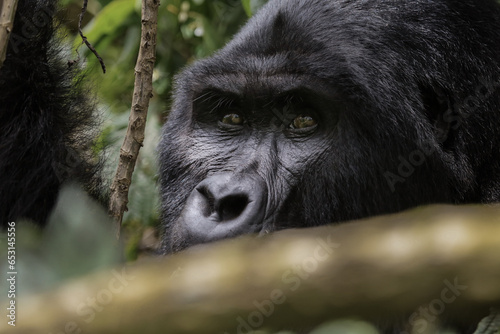 gorilla, uganda © Joe